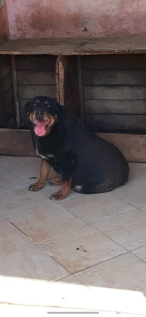 M,MARE,NEGRU CU MARO, Mixed Breed (Danyflor Timisoara)