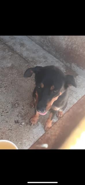 FEMELA,MEDIE,NEGRU CU MARO, Mixed Breed (Danyflor Timisoara)