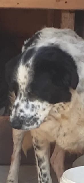 MASCUL,MARE,ALB CU NEGRU, Mixed Breed (Danyflor Timisoara)