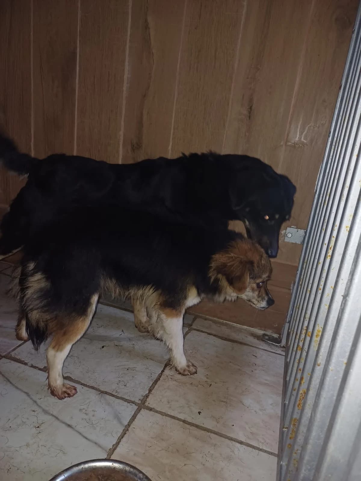 F,MICA,NEGRU CU MARO, Mixed Breed (Danyflor Timisoara)
