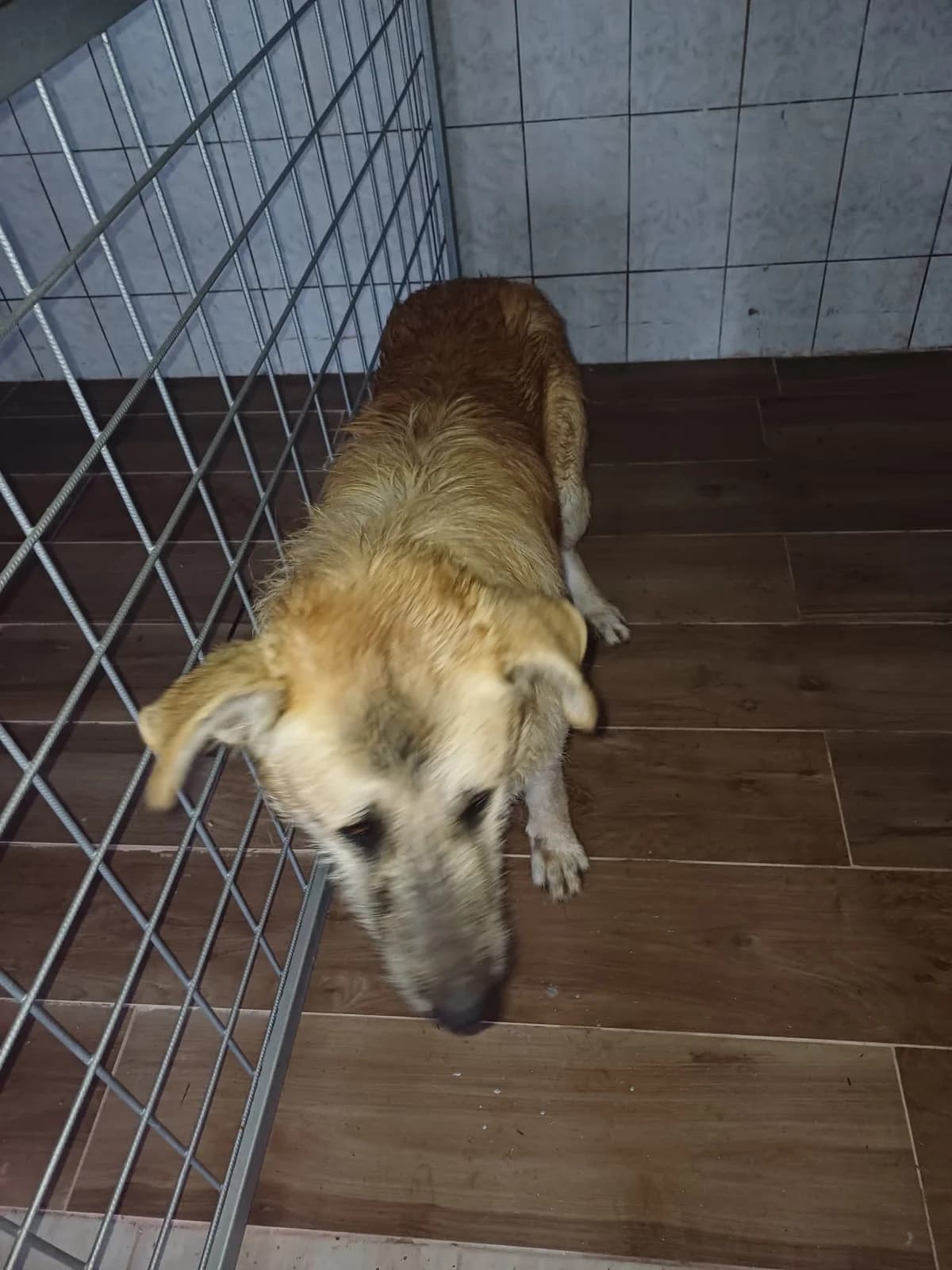 MASCUL,MARE,CREM, Mixed Breed (Danyflor Timisoara)