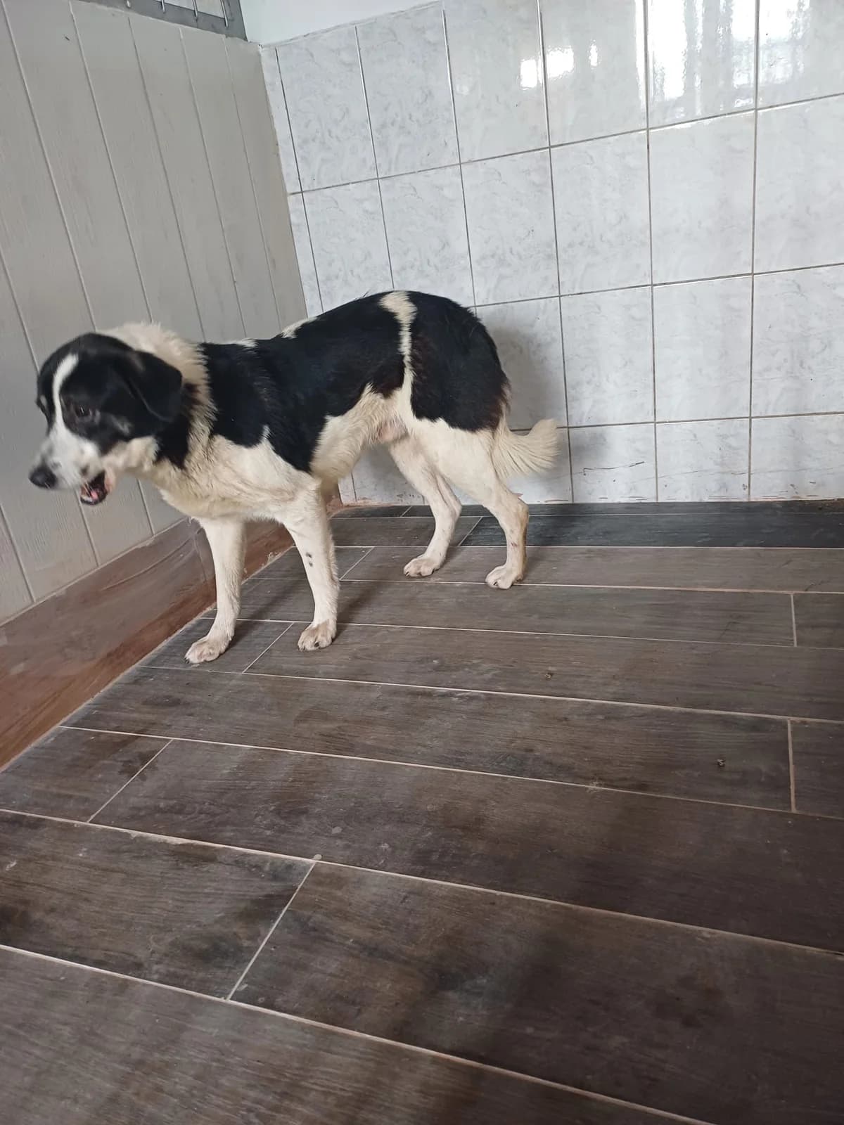 MASCUL,MARE,NEGRU CU ALB, Mixed Breed (Danyflor Timisoara)
