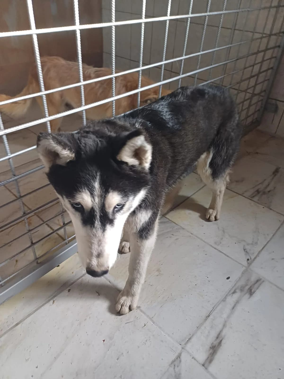 FEMELA,MARE,HUSKY, Mixed Breed (Danyflor Timisoara)