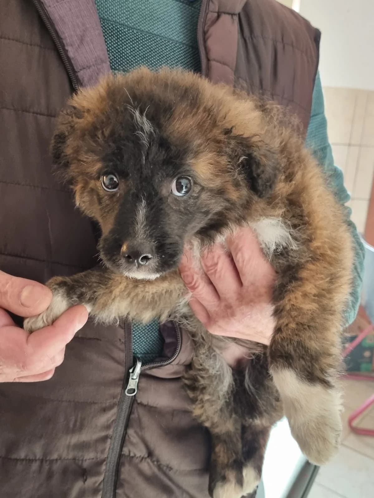 FEMELA,MICA,NEGRU CU GALBEN SI ALB, Mixed Breed (Danyflor Timisoara)