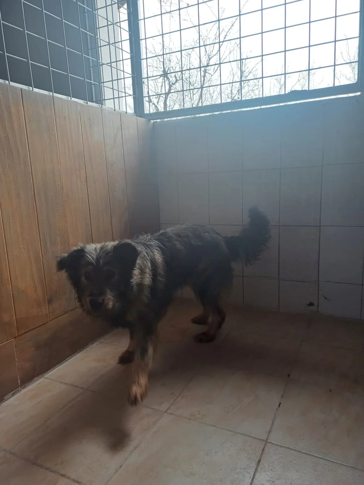 FEMELA,MARE,GRI SUR, Mixed Breed (Danyflor Timisoara)
