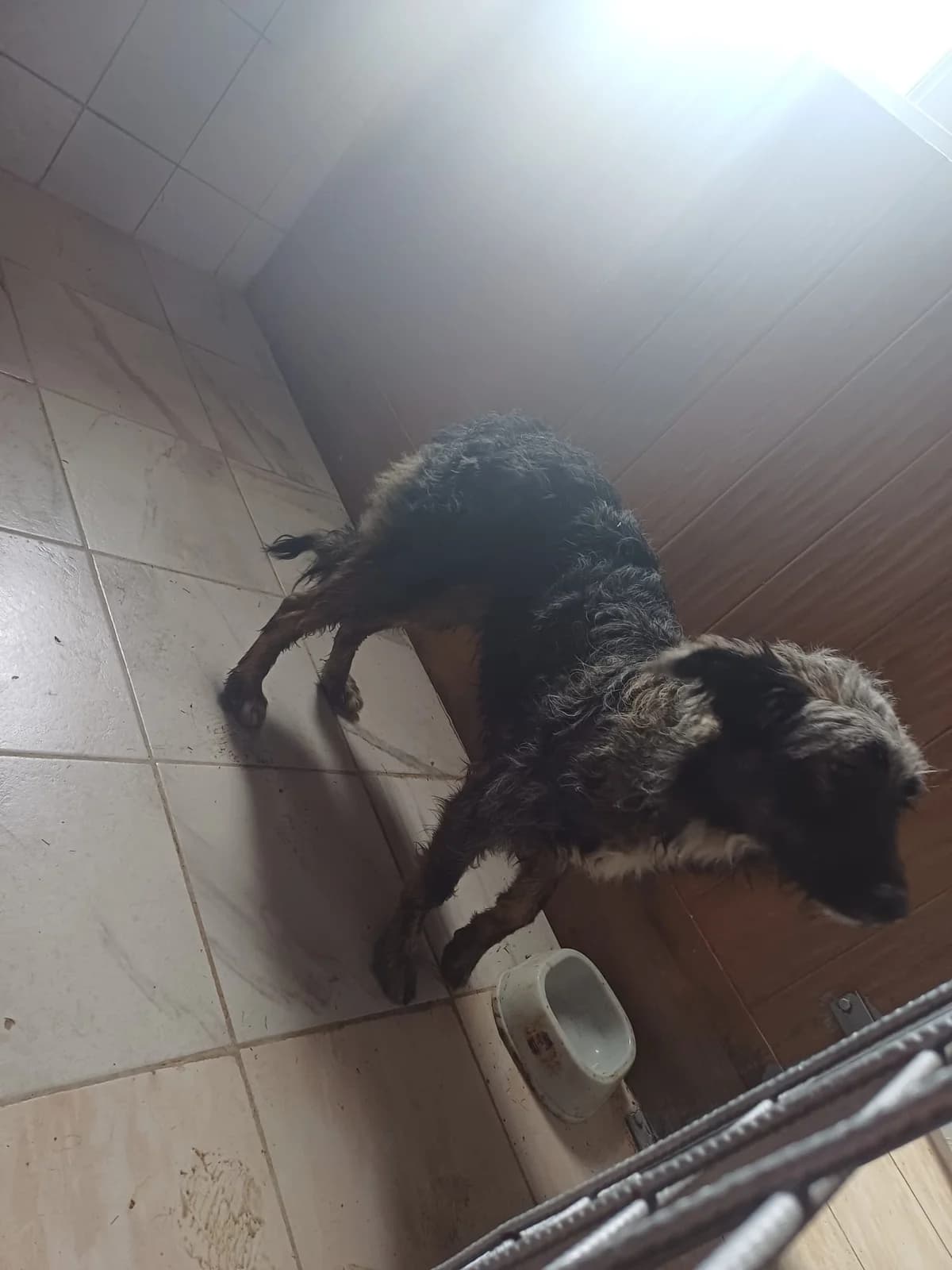 M,MARE,GRI, Mixed Breed (Danyflor Timisoara)
