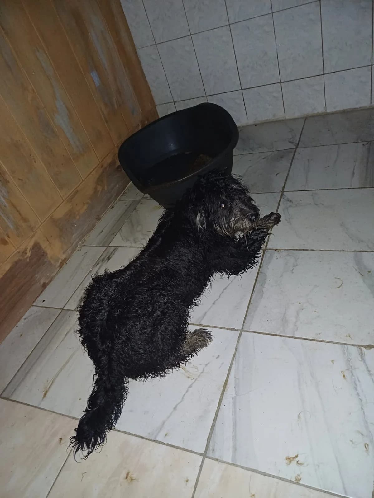 MACUL,MEDIU,NEGRU, Mixed Breed (Danyflor Timisoara)