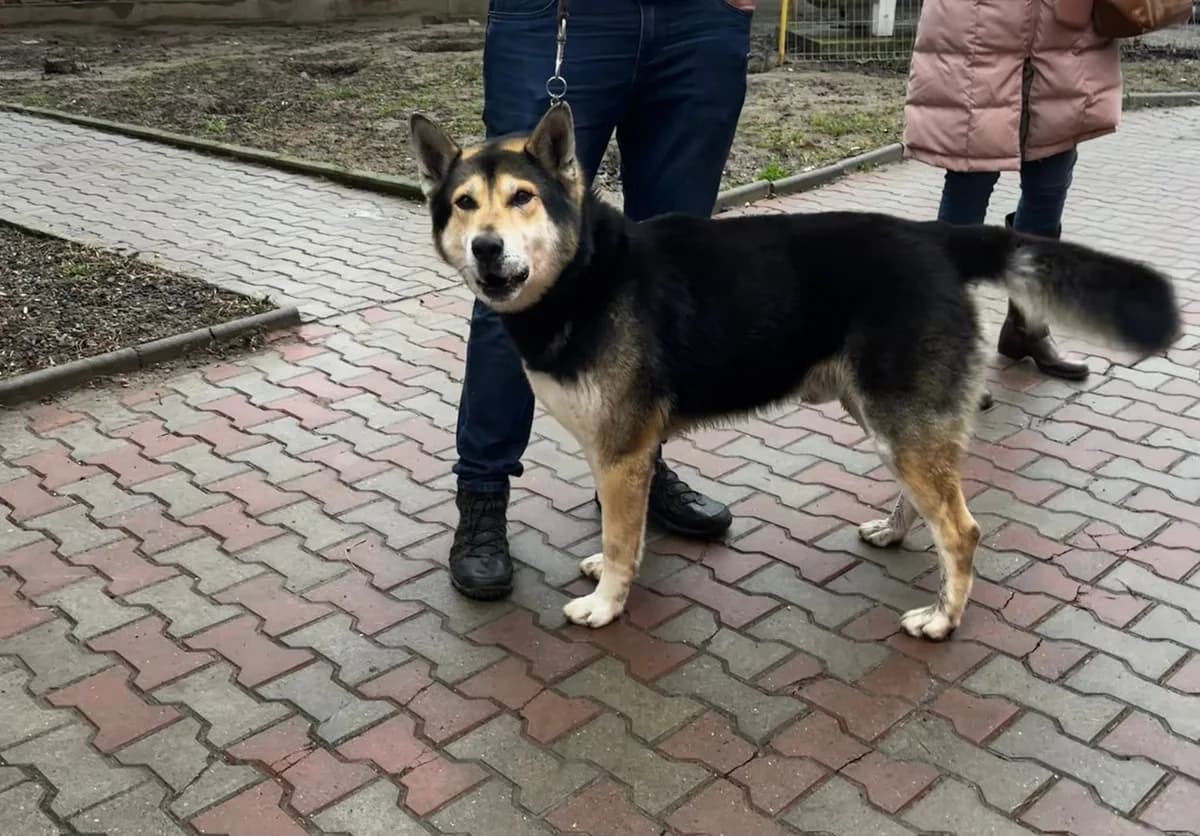 MASCUL, TALIE MARE, Mixed Breed (Danyflor Timisoara)