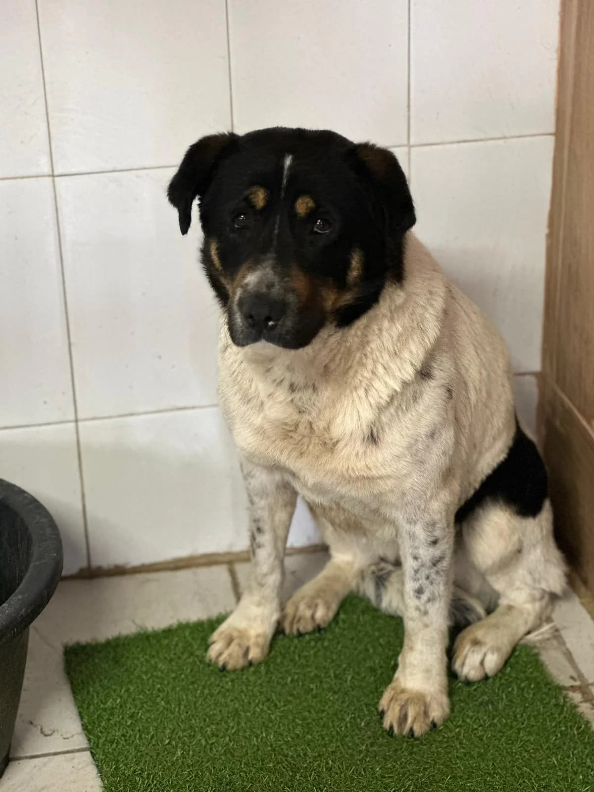 FEMELA, TALIE MEDIE, Mixed Breed (Danyflor Timisoara)