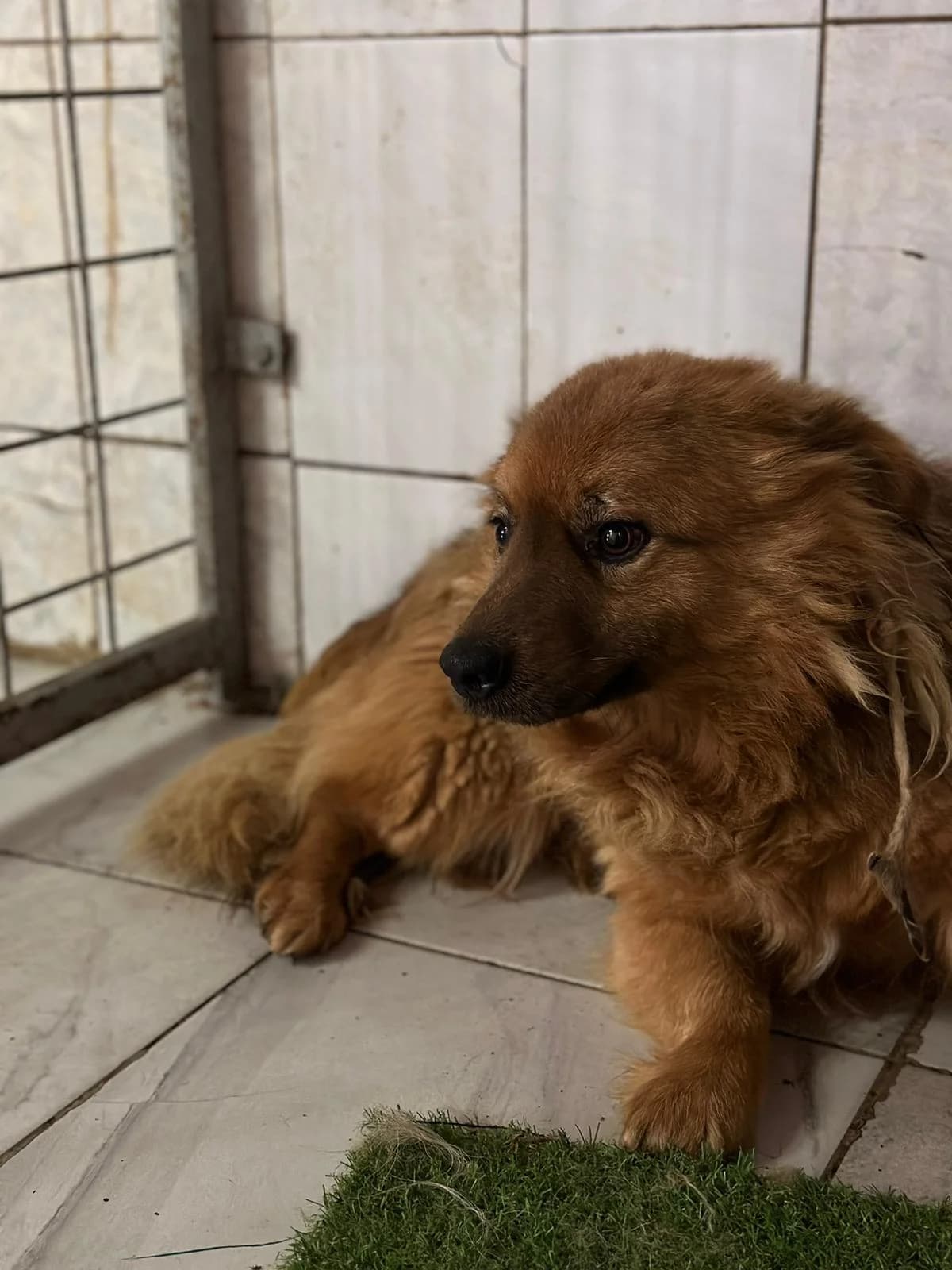 MASCUL, TALIE MEDIE, Mixed Breed (Danyflor Timisoara)