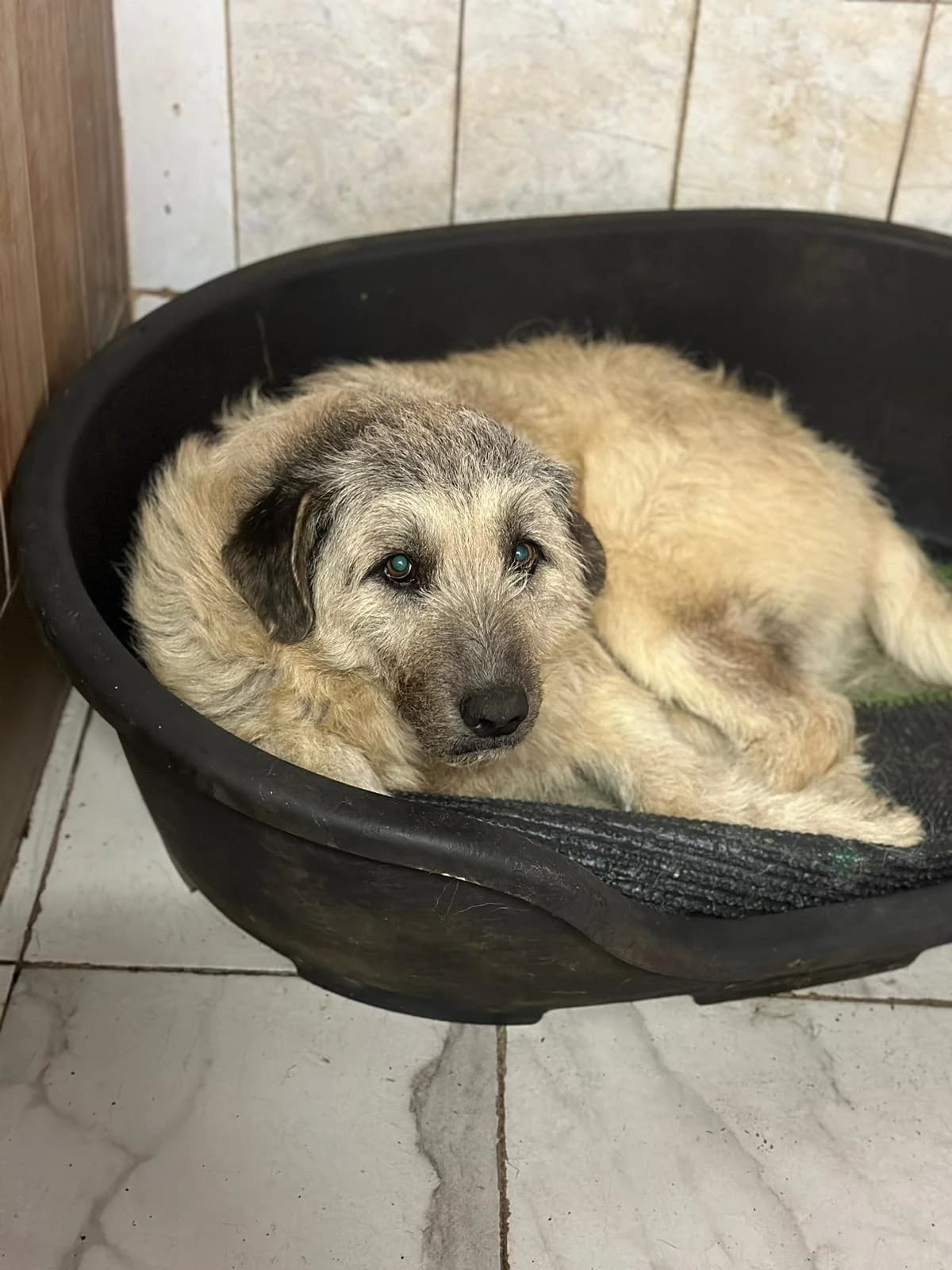 MASCUL, TALIE MARE, Mixed Breed (Danyflor Timisoara)