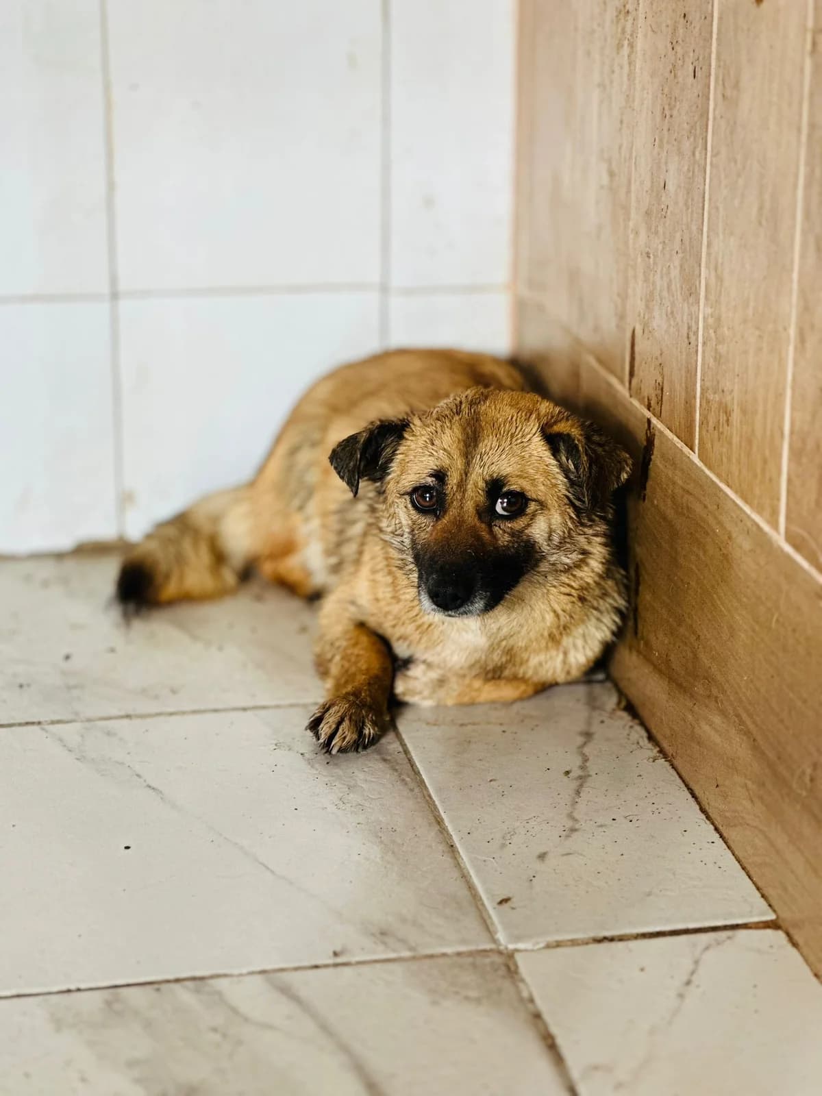 FEMELA, TALIE MICĂ, Mixed Breed (Danyflor Timisoara)
