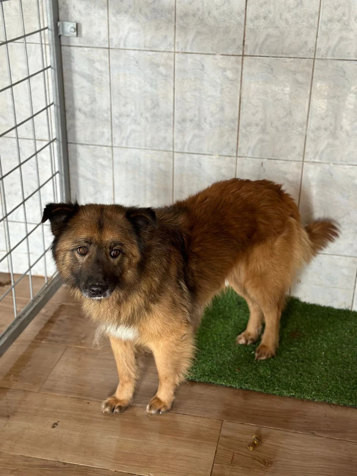 MASCUL, TALIE MEDIE, Mixed Breed (Danyflor Timisoara)