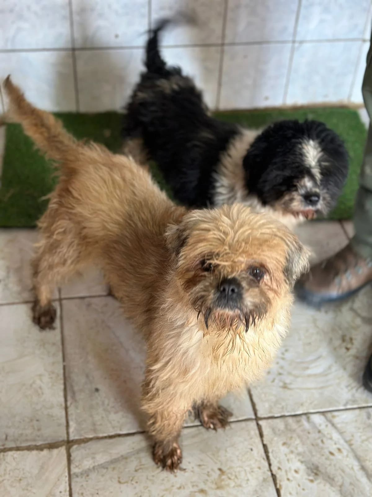 FEMELA, TALIE MICA, Mixed Breed (Danyflor Timisoara)
