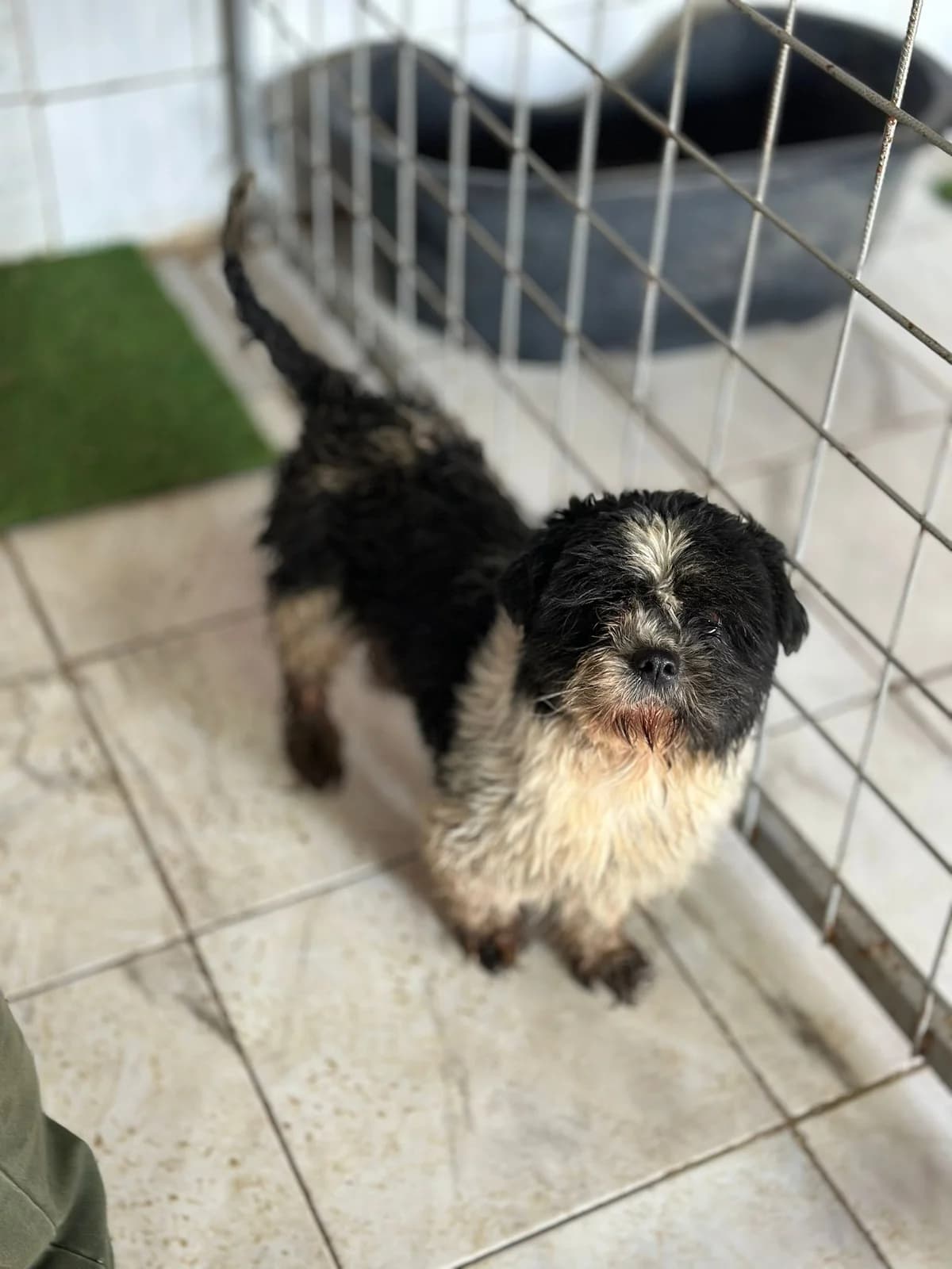 FEMELA, TALIE MICA, Mixed Breed (Danyflor Timisoara)