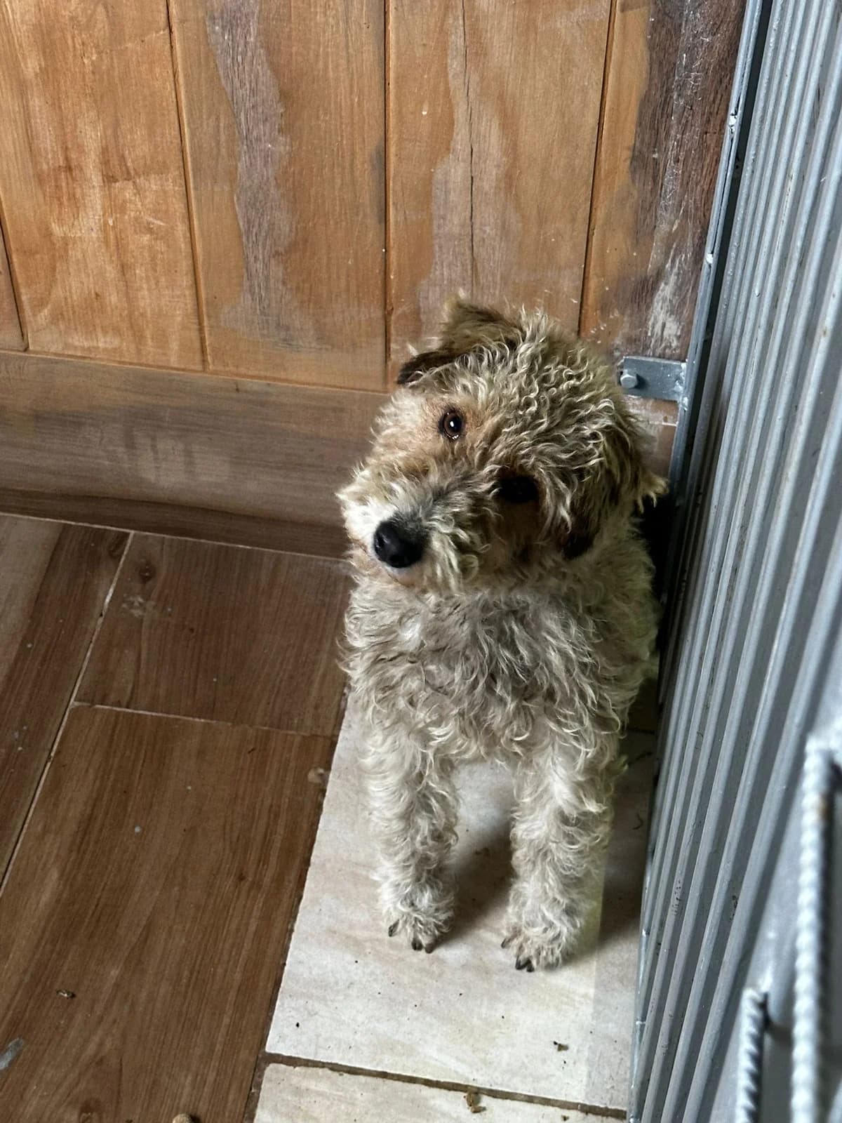 FEMELA, TALIE MEDIE, Mixed Breed (Danyflor Timisoara)