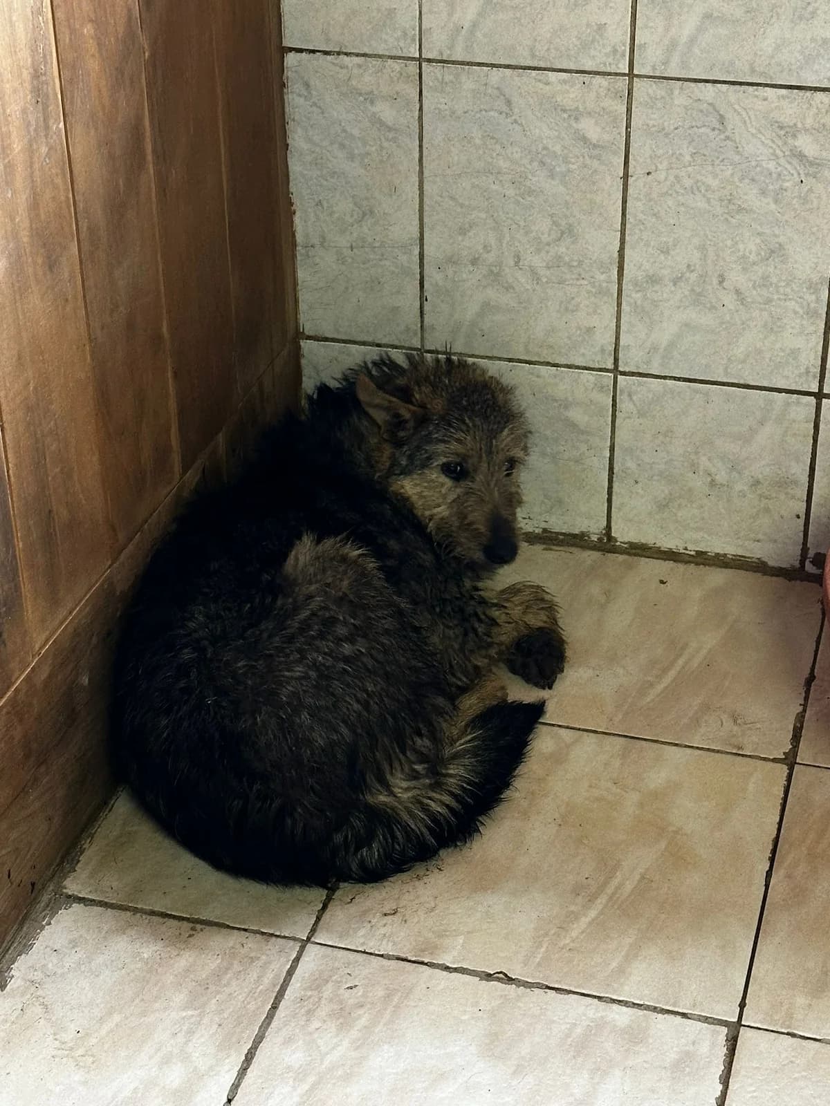 FEMELA, TALIE MEDIE, Mixed Breed (Danyflor Timisoara)