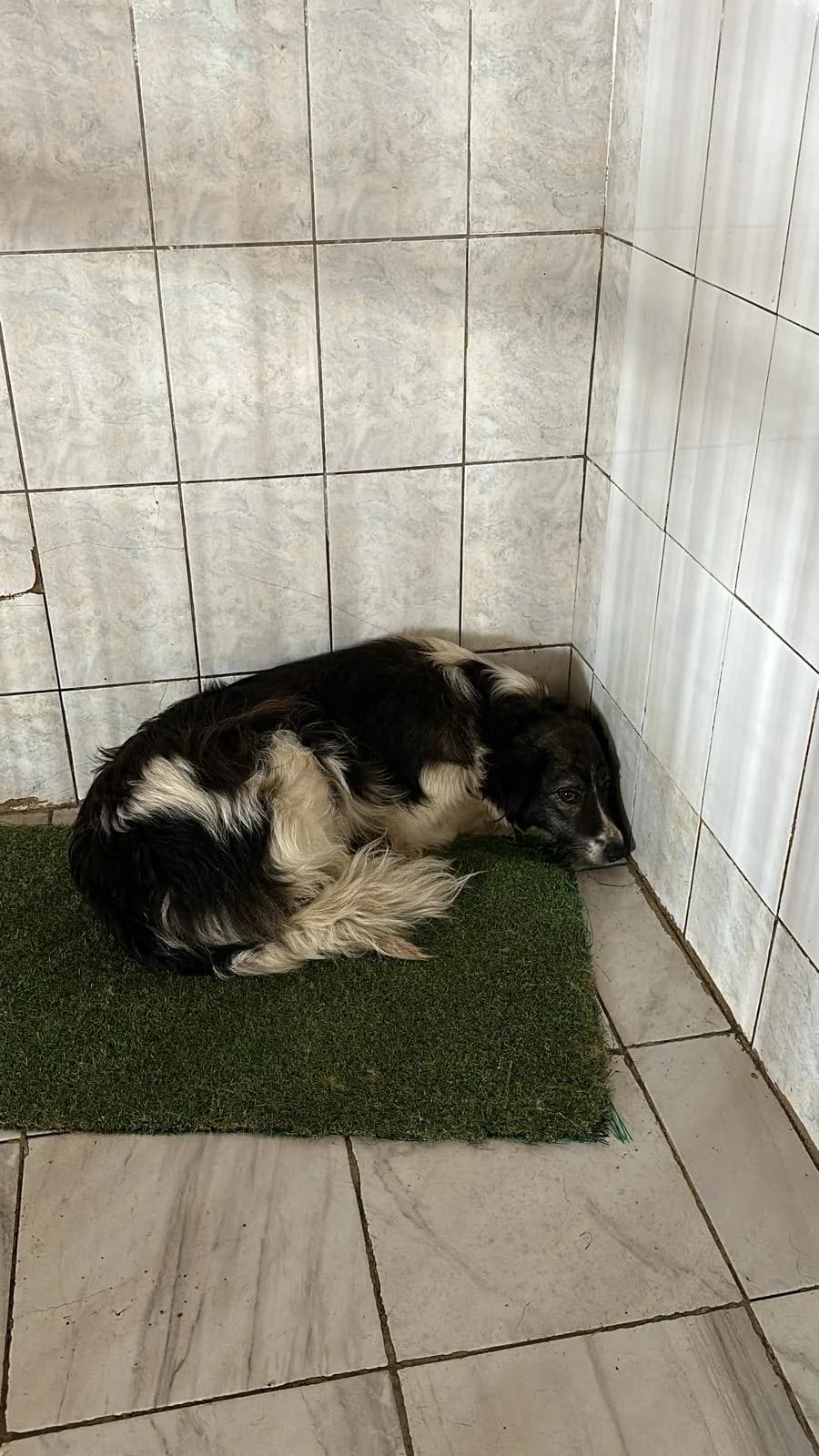 FEMELĂ, CULOARE ALB CU NEGRU, Mixed Breed (Danyflor Timisoara)