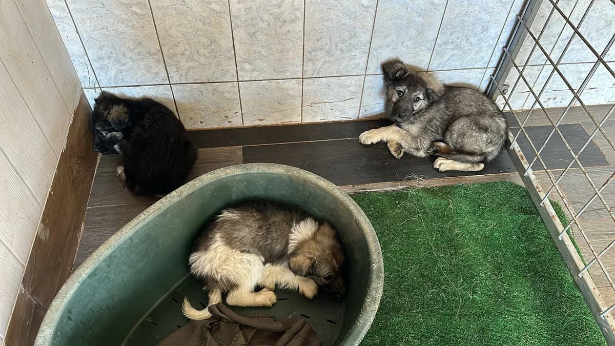 MASCUL, TALIE MICA, Mixed Breed (Danyflor Timisoara)