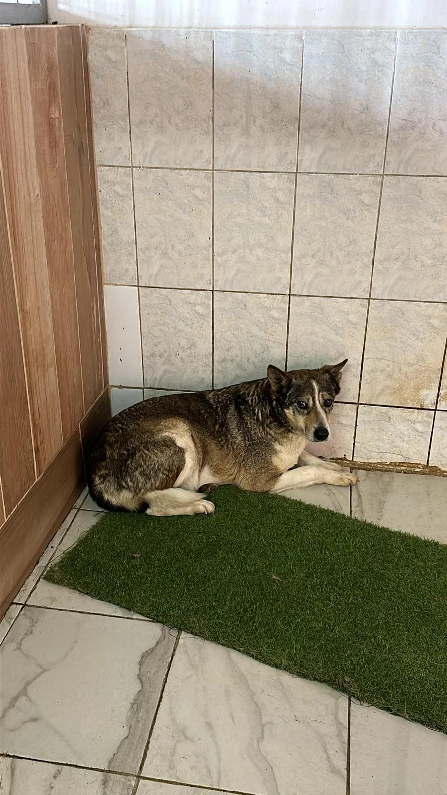 FEMELA, TALIE MEDIE, Mixed Breed (Danyflor Timisoara)