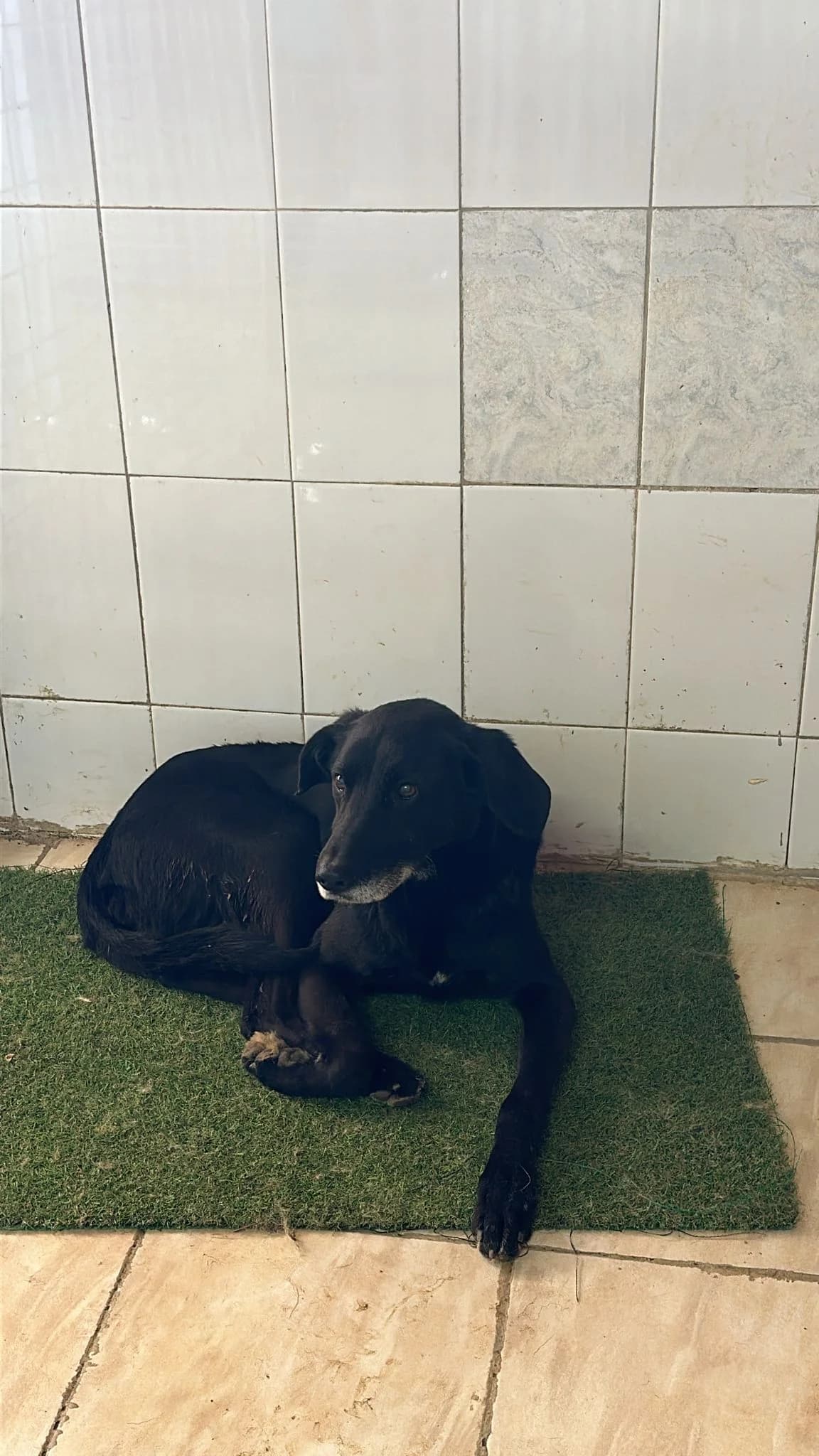 MASCUL, TALIE MEDIE, Mixed Breed (Danyflor Timisoara)