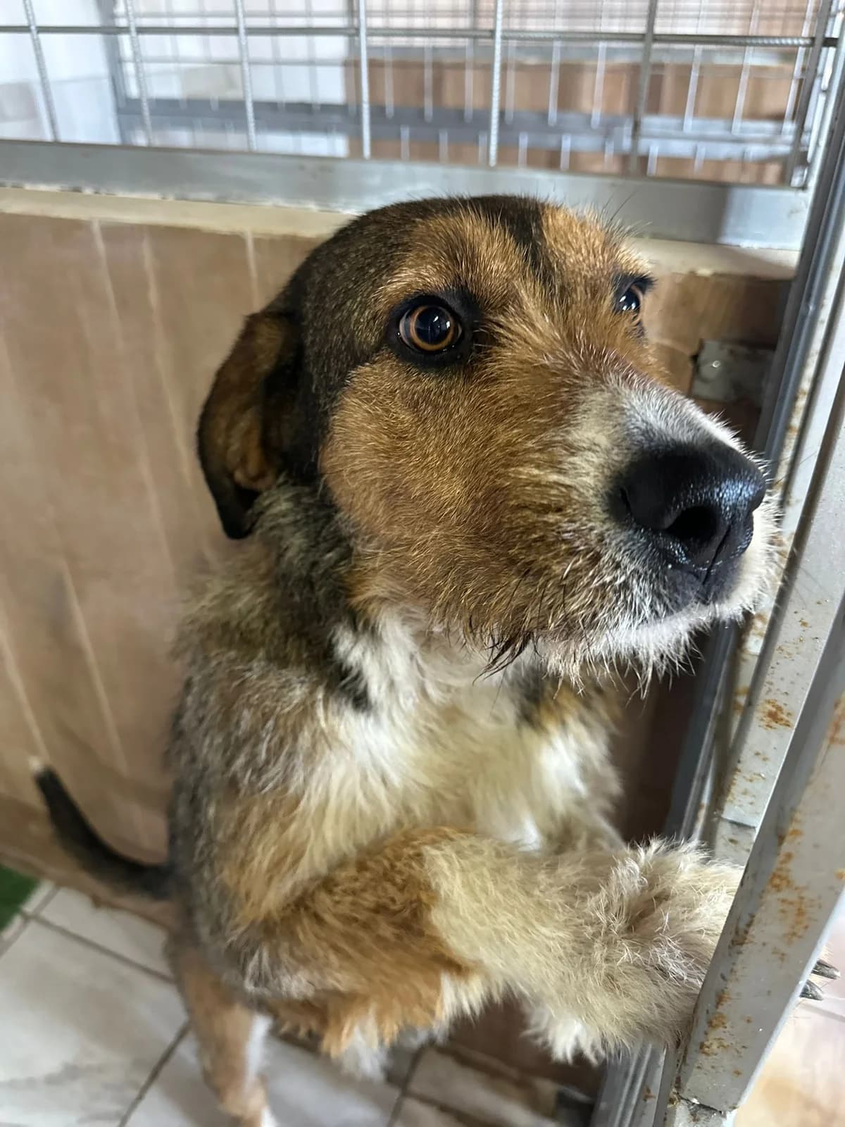 FEMELA,TALIE MEDIE, Mixed Breed (Danyflor Timisoara)
