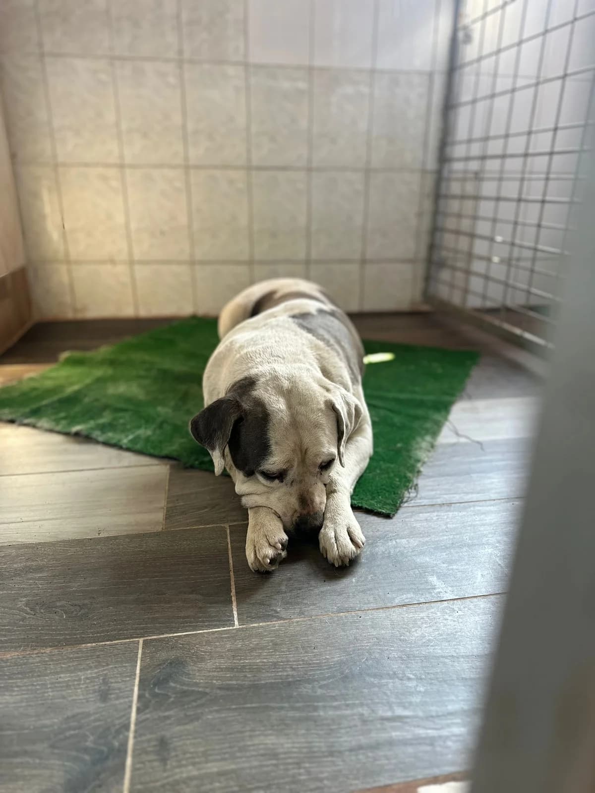 FEMELA,TALIE MARE, Mixed Breed (Danyflor Timisoara)