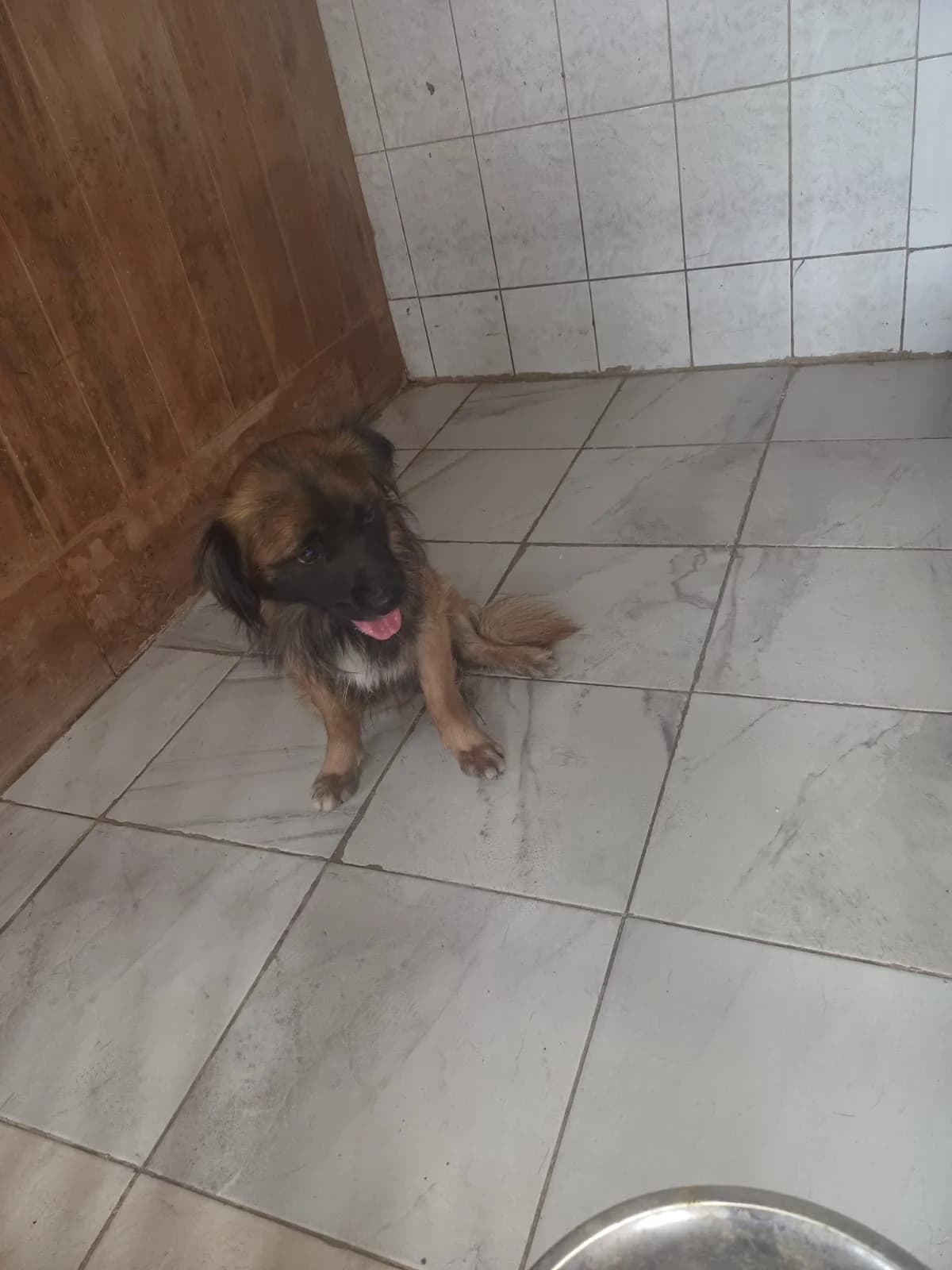 FEMELA,MEDIE,MARO, Mixed Breed (Danyflor Timisoara)