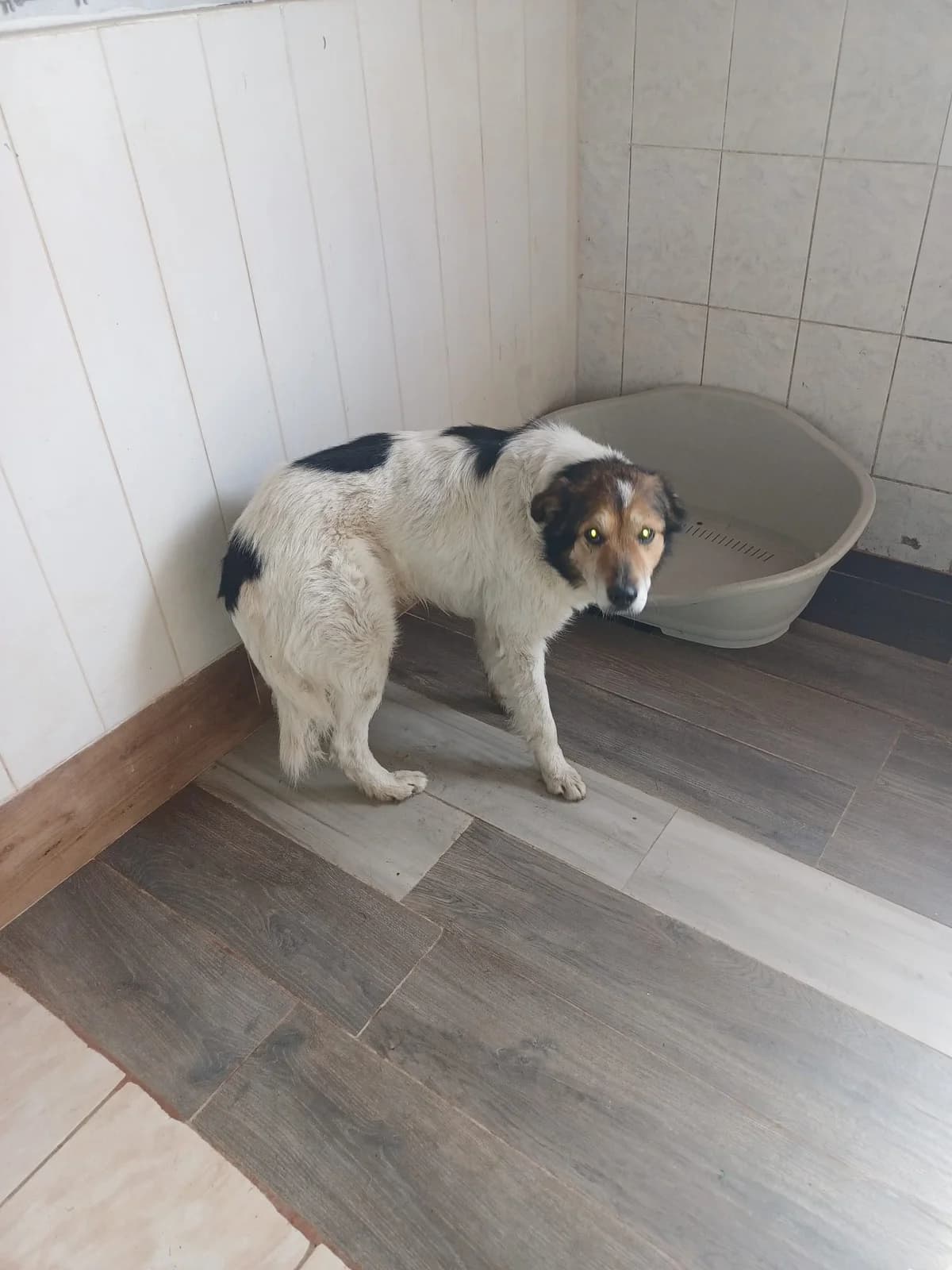 MASCUL,MARE,ALB CU NEGRU, Mixed Breed (Danyflor Timisoara)