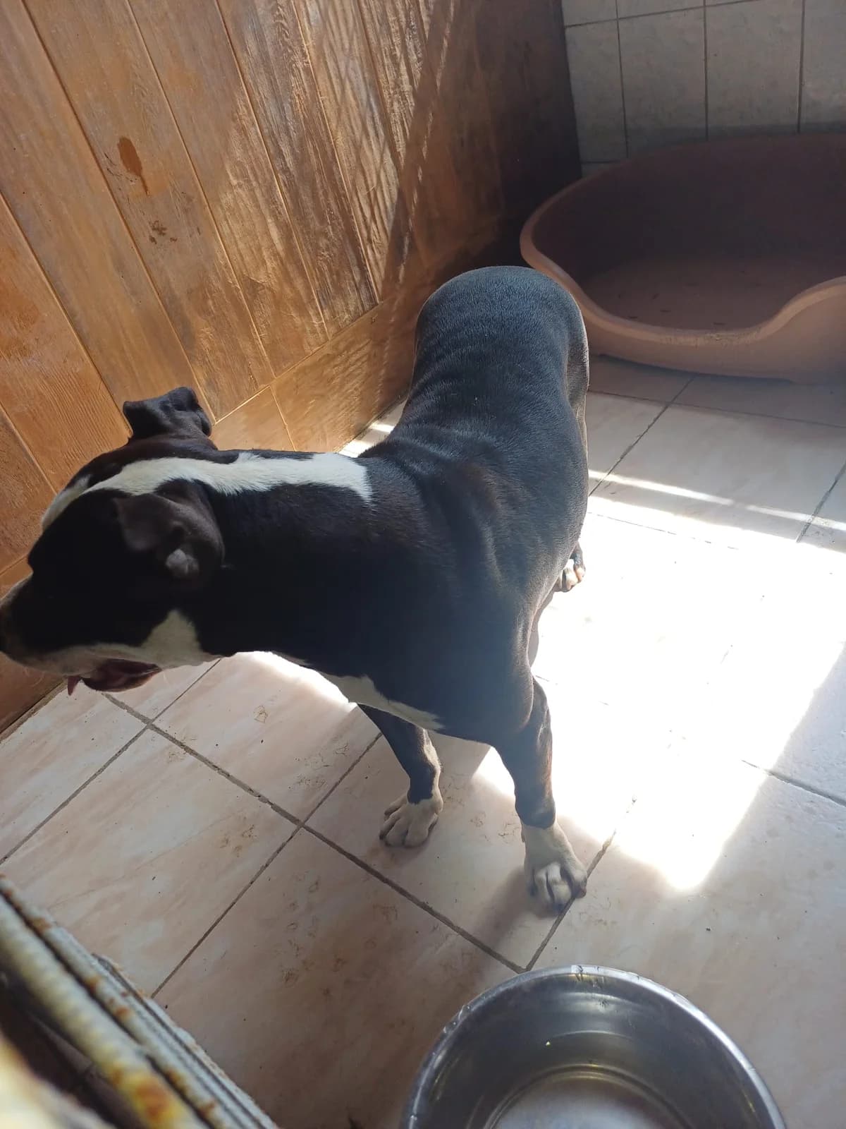FEMELA,MARE,NEGRU CU MARO, Mixed Breed (Danyflor Timisoara)