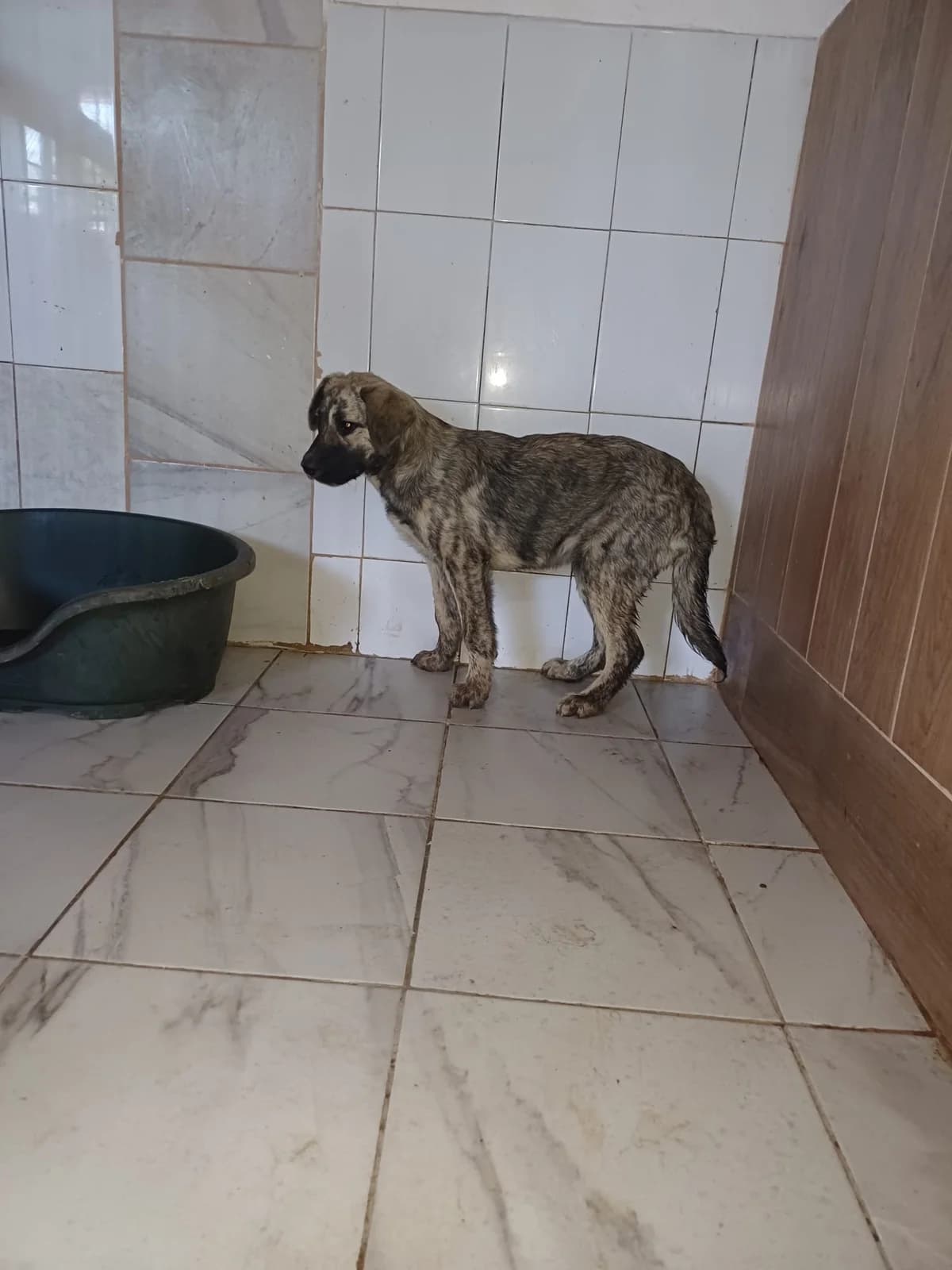 FEMELA,MEDIE,GRI INSP CU NEGRU, Mixed Breed (Danyflor Timisoara)