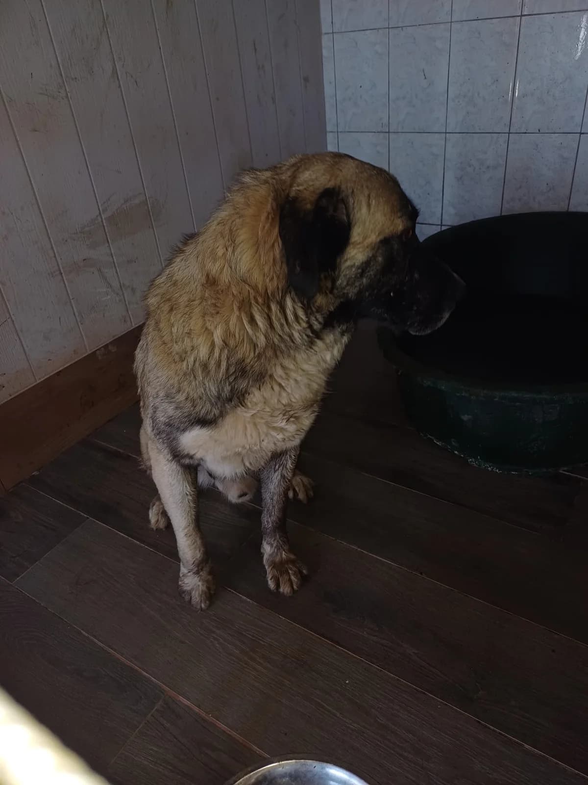 MASCUL,MARE,CAFENIU, Mixed Breed (Danyflor Timisoara)