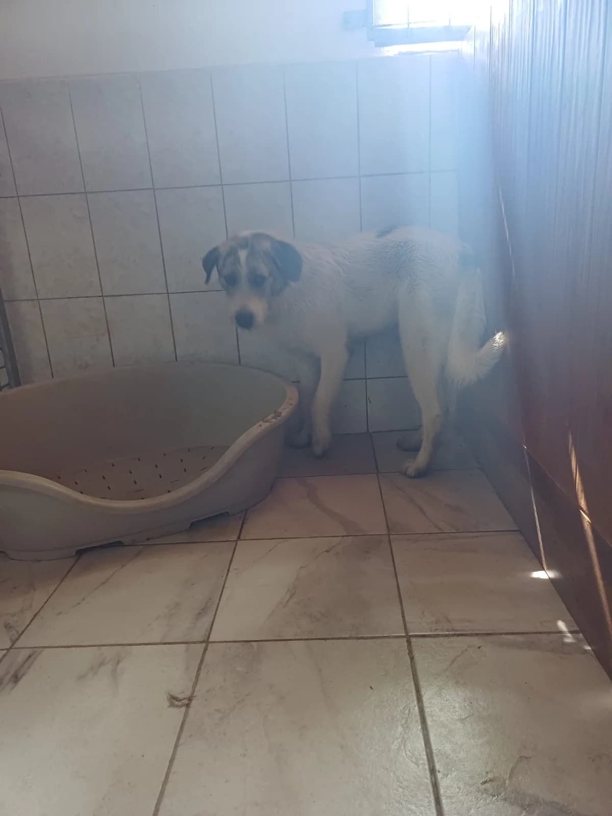 M,MARE,ALB CU GRI, Mixed Breed (Danyflor Timisoara)