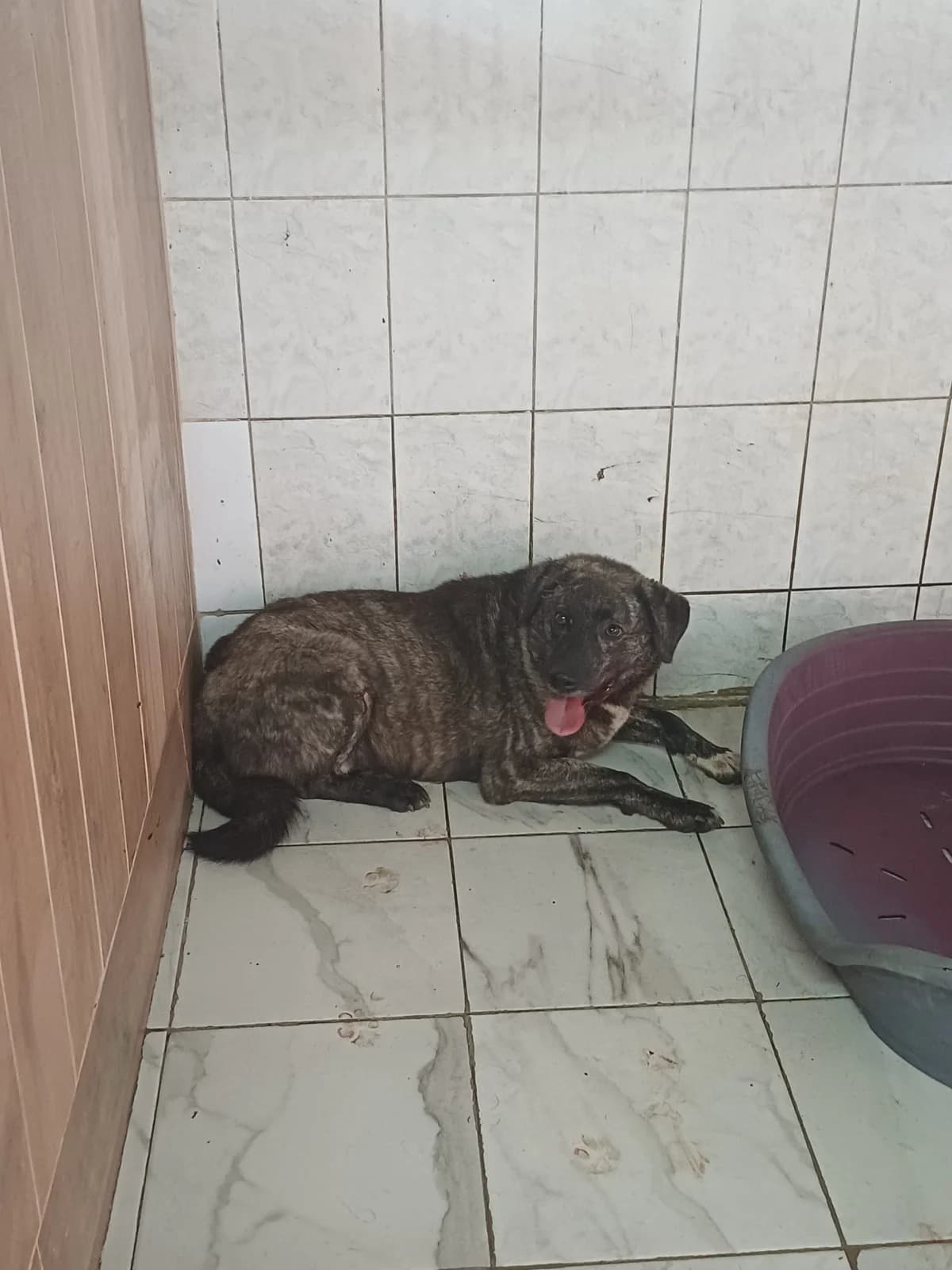 MASCUL,MARE,MARO CU GRI, Mixed Breed (Danyflor Timisoara)