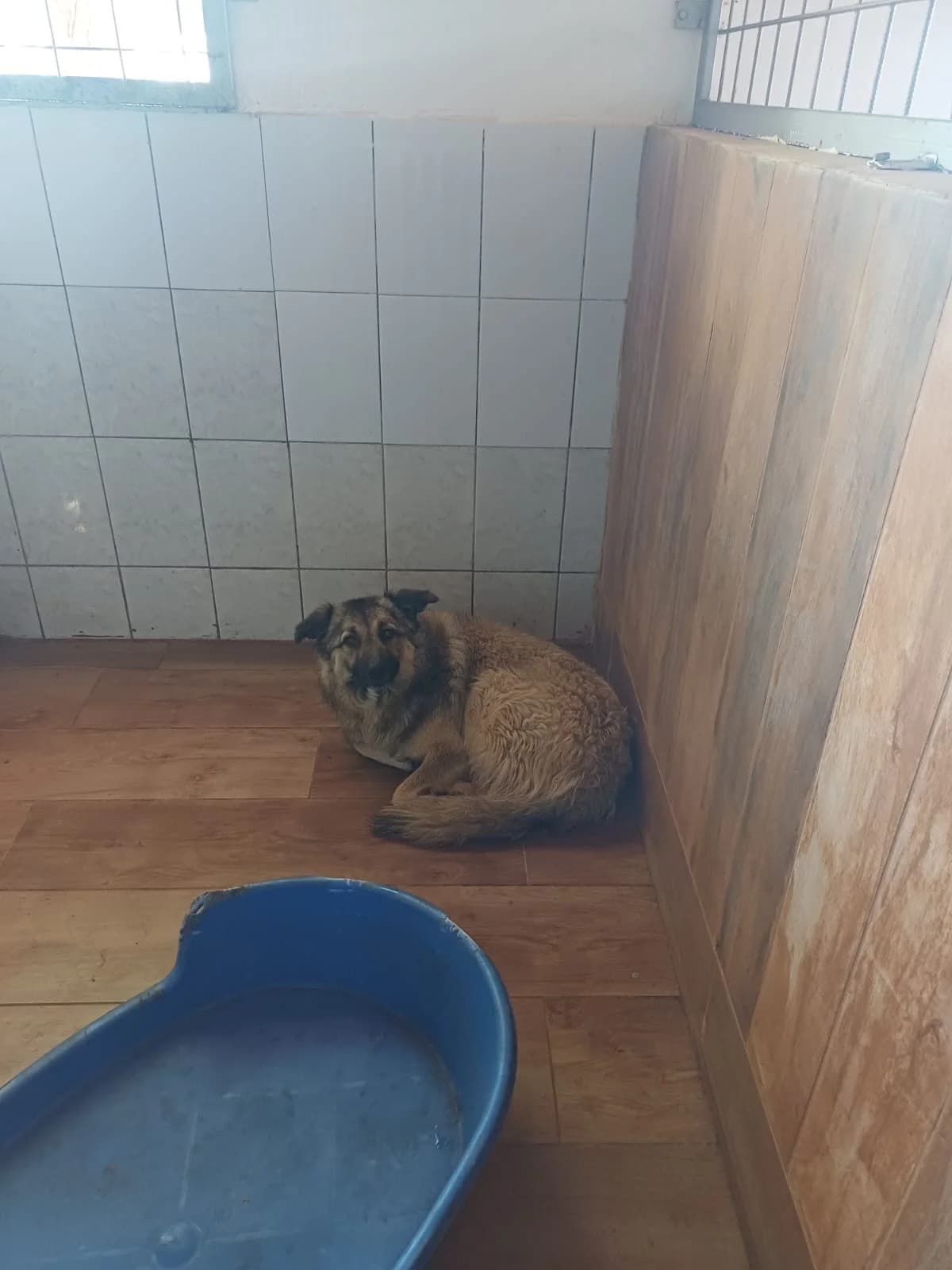 MASCUL,MARE,CAFENIU, Mixed Breed (Danyflor Timisoara)
