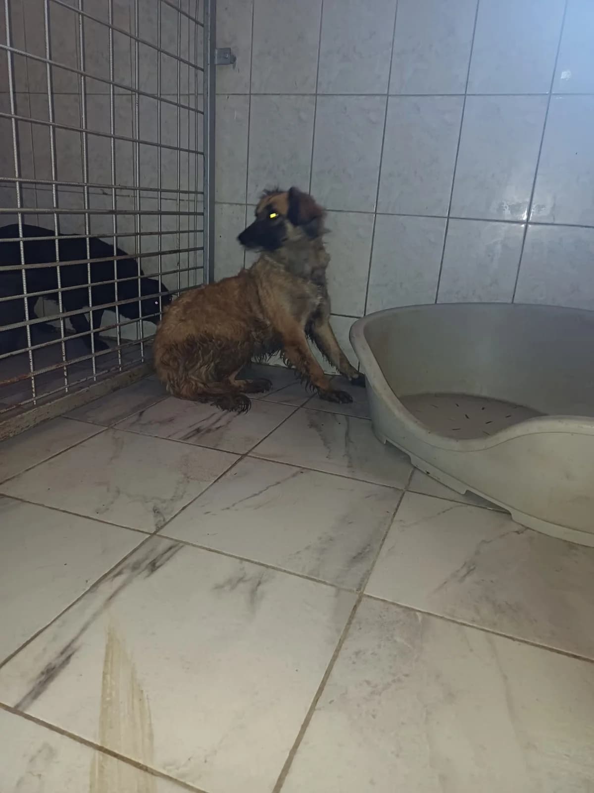 FEMELA,MEDIU,MARO, Mixed Breed (Danyflor Timisoara)