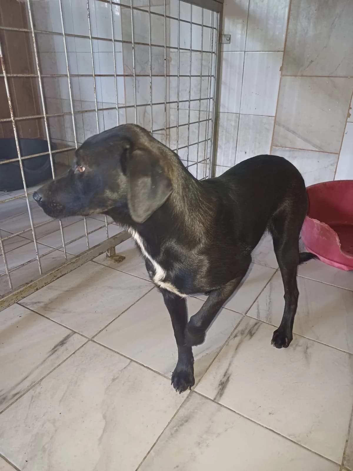 FEMELA,MARE,NEAGRA, Mixed Breed (Danyflor Timisoara)