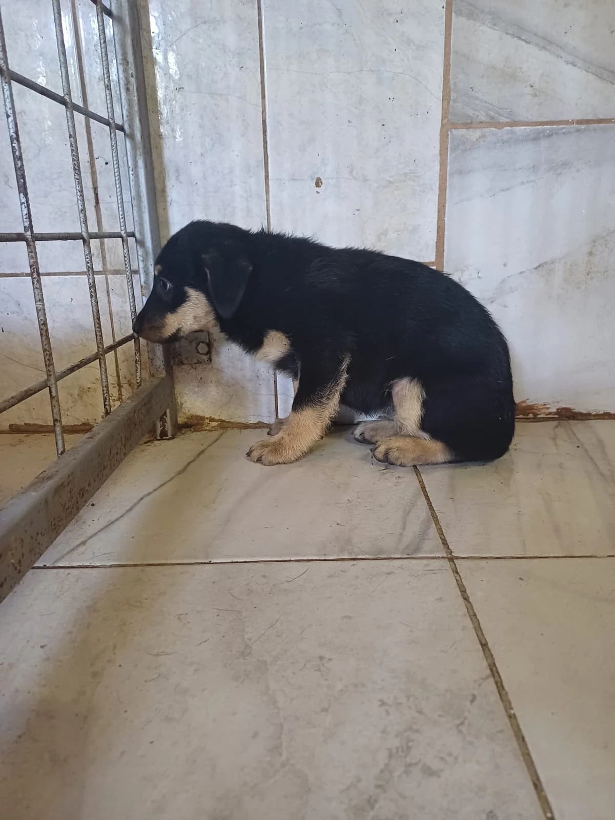 MASCUL,MIC,NEGRU CU MARO, Mixed Breed (Danyflor Timisoara)