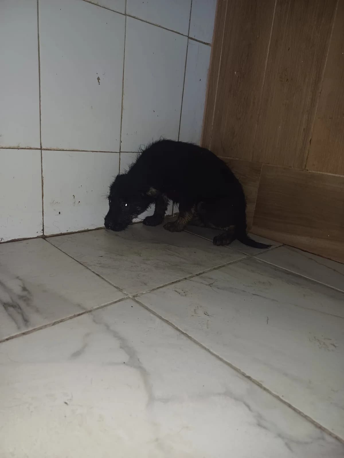 MASCUL,MIC,NEGRU CU MARO, Mixed Breed (Danyflor Timisoara)