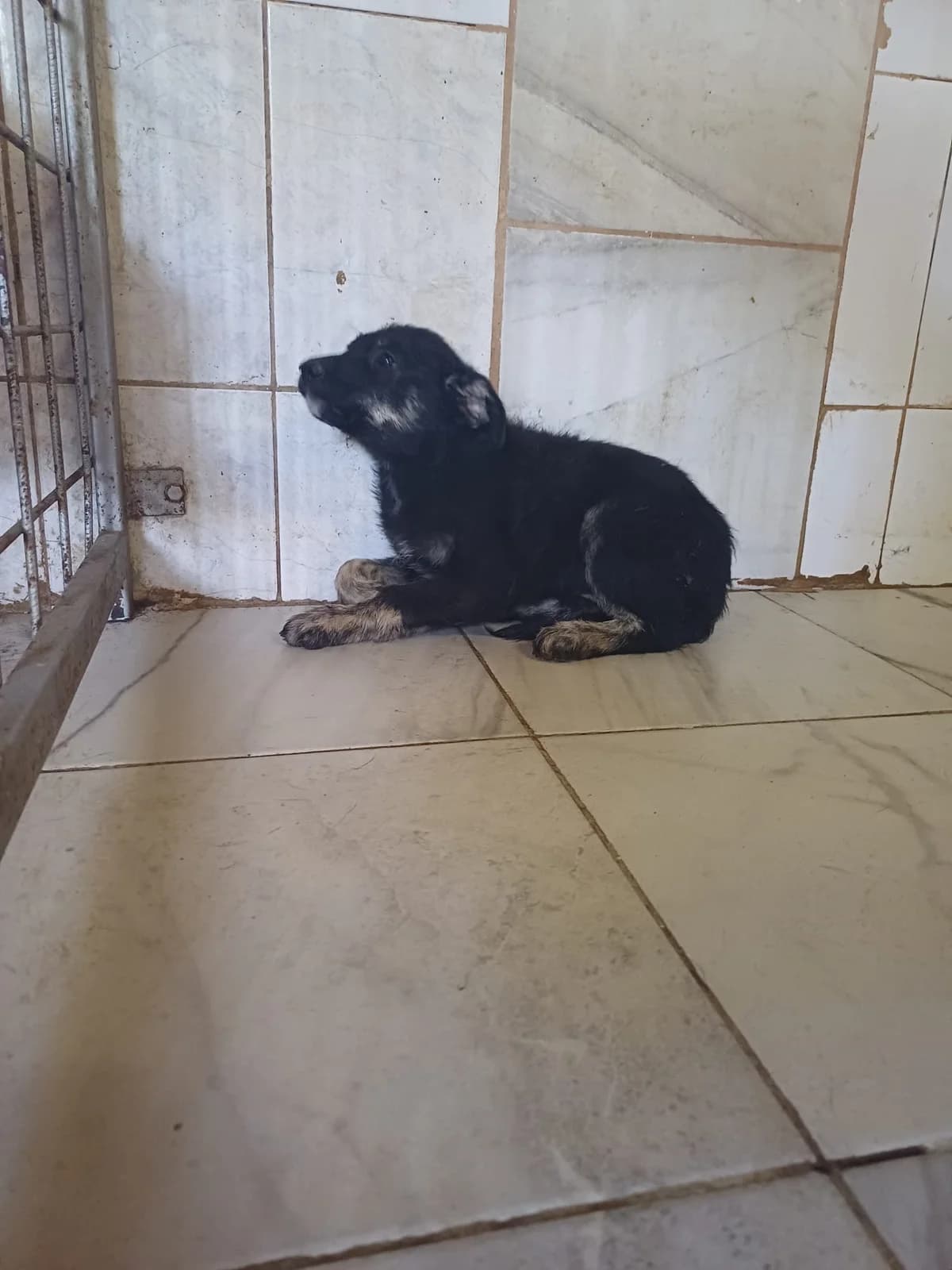 MASCUL,MIC,NEGRU CU MARO, Mixed Breed (Danyflor Timisoara)