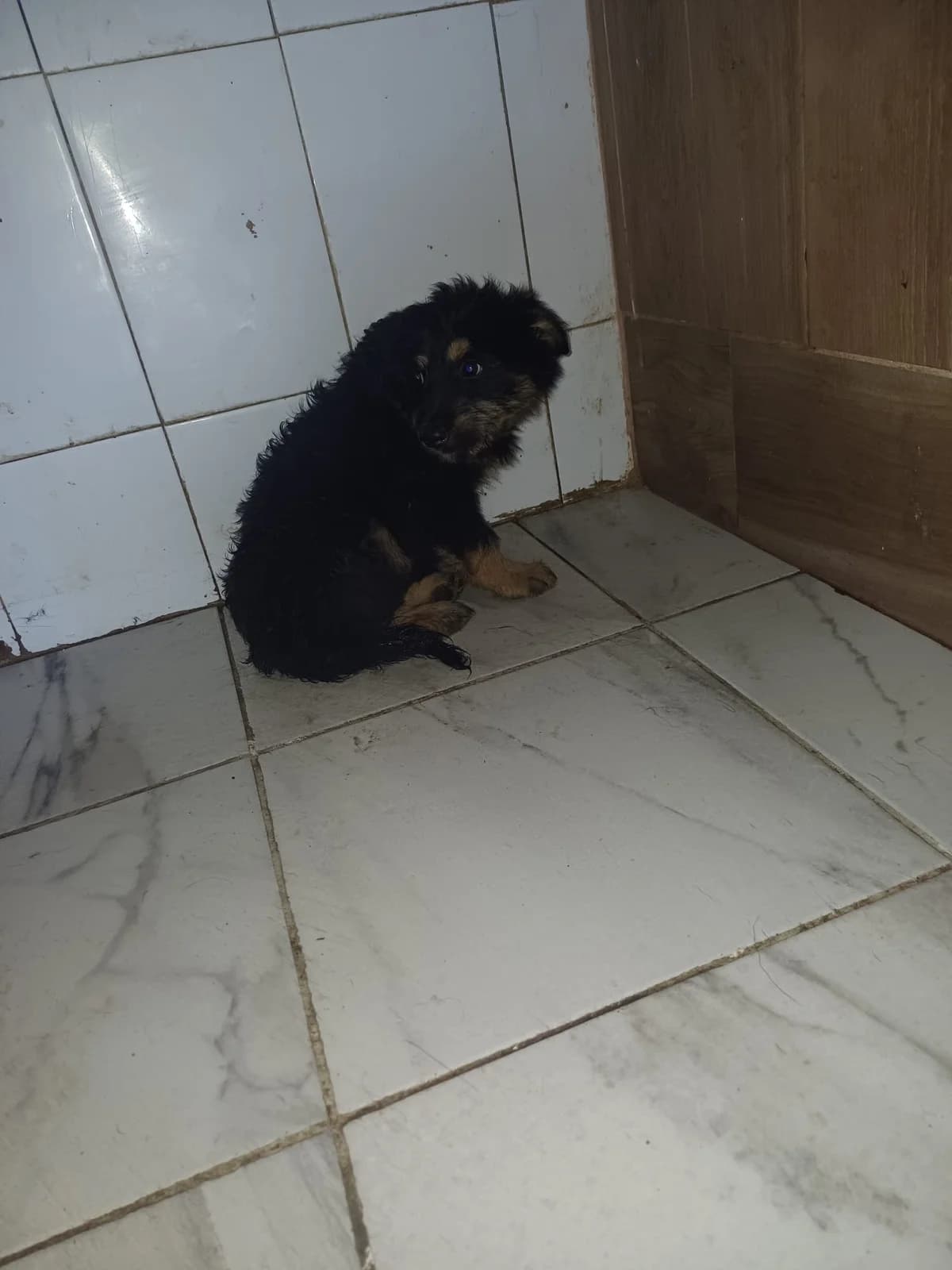 FEMELA,MICA,NEGRU CU MARO, Mixed Breed (Danyflor Timisoara)