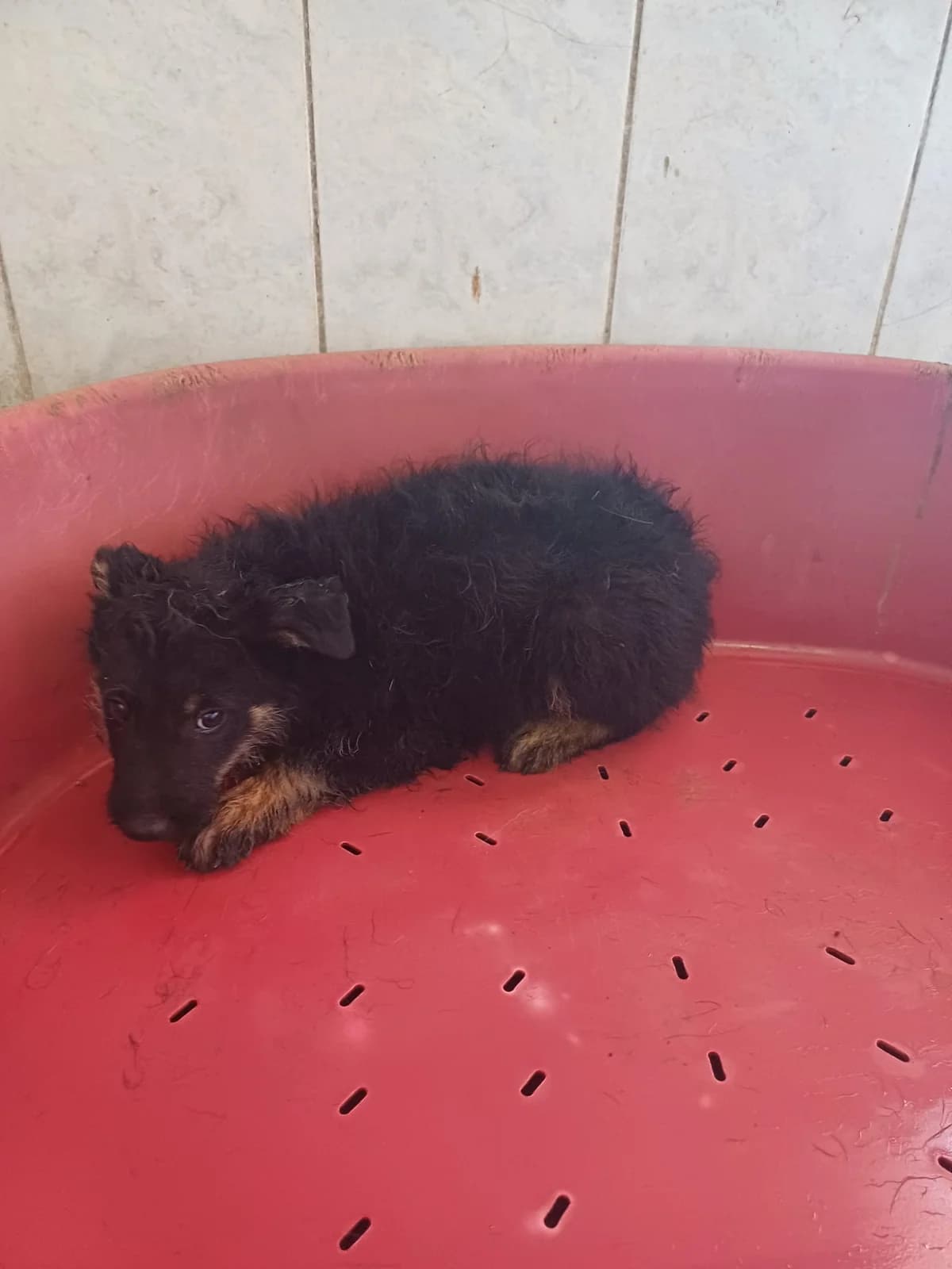 FEMELA,MICA,NEGRU CU MARO, Mixed Breed (Danyflor Timisoara)