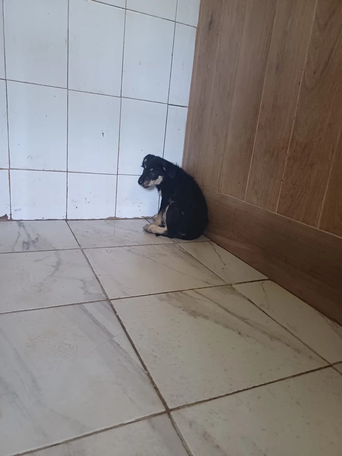 FEMELA,MICA,NEGRU CU MARO, Mixed Breed (Danyflor Timisoara)