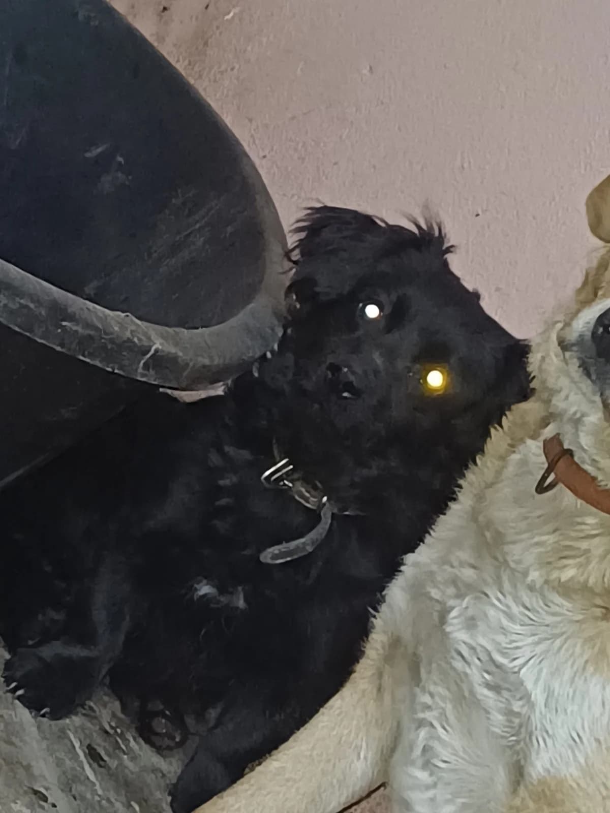 FEMELA,MICA,NEAGRA, Mixed Breed (Danyflor Timisoara)