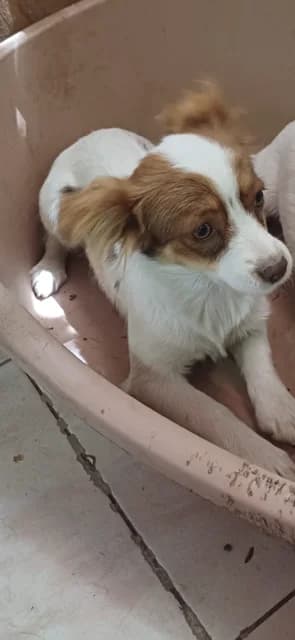 FEMELA,MICA,ALB CU MARO, Mixed Breed (Danyflor Timisoara)