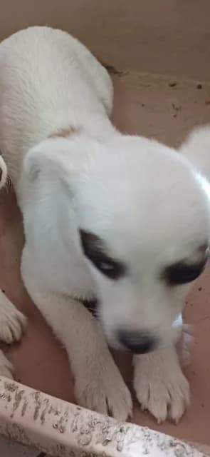 FEMELA,MICA,ALB CU MARO, Mixed Breed (Danyflor Timisoara)