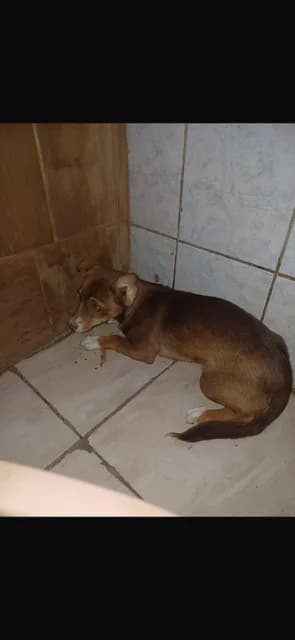 FEMELA,MICA,MARO CU ALB, Mixed Breed (Danyflor Timisoara)