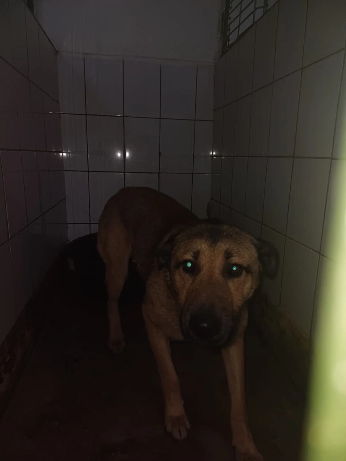 MASCUL,MARE,MARO, Mixed Breed (Danyflor Timisoara)
