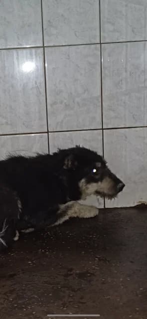 MASCUL,MEDIU,NEGRU CU MARO, Mixed Breed (Danyflor Timisoara)