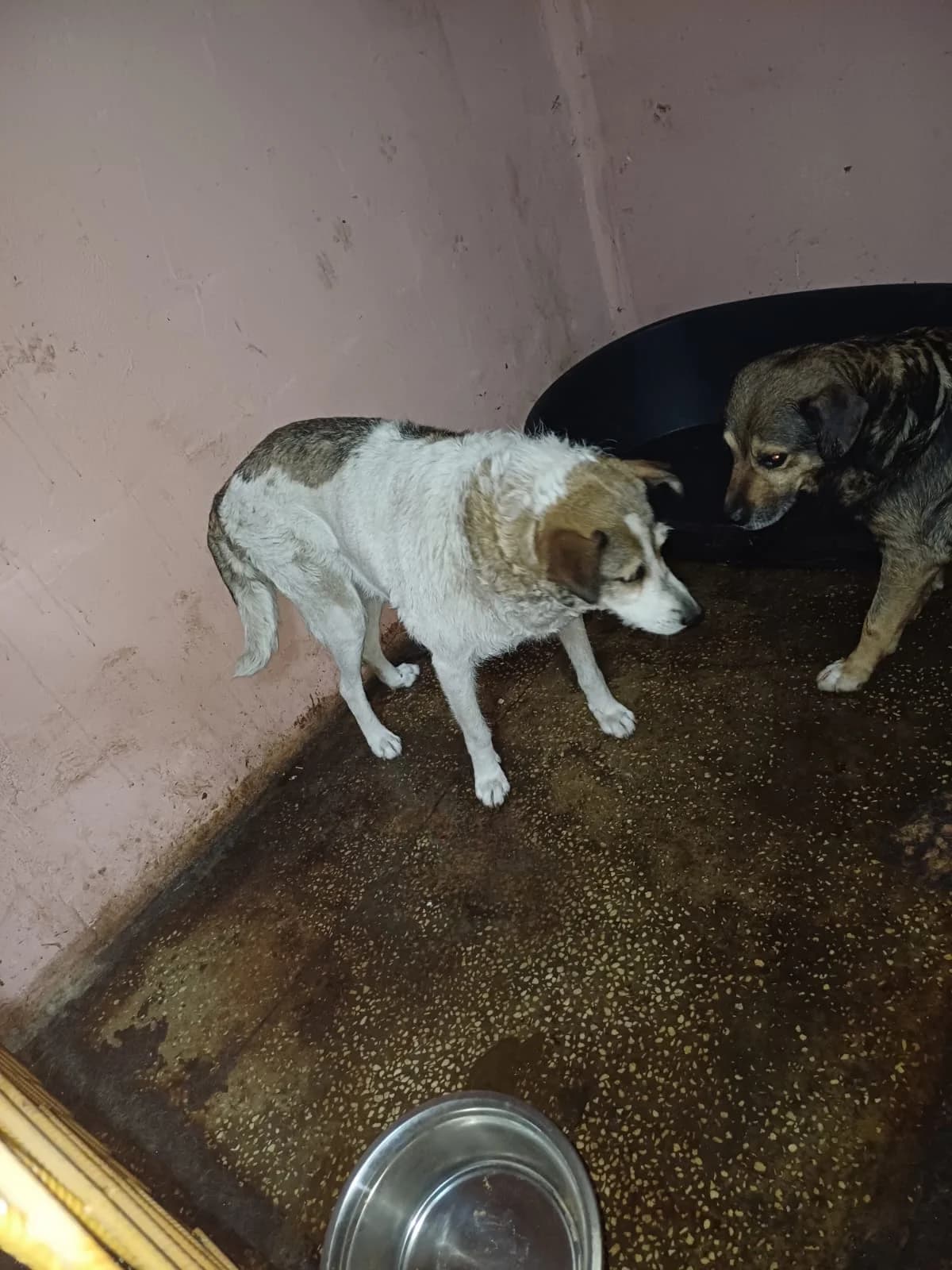 FEMELA,MARE,ALB CU MARO, Mixed Breed (Danyflor Timisoara)